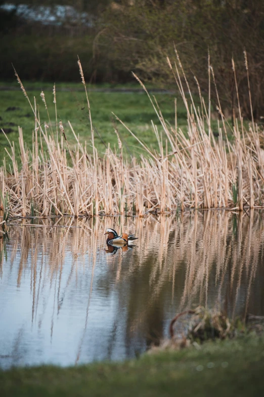 a couple of birds swimming in a lake