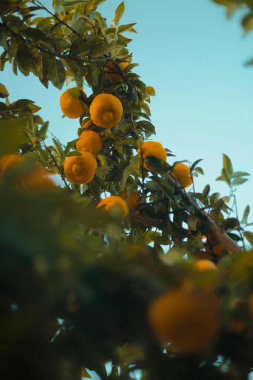 several fruits are growing on a tree in the sun