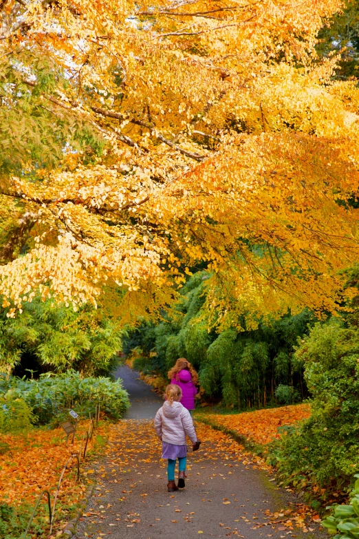 a little girl is walking down a leaf strewn path