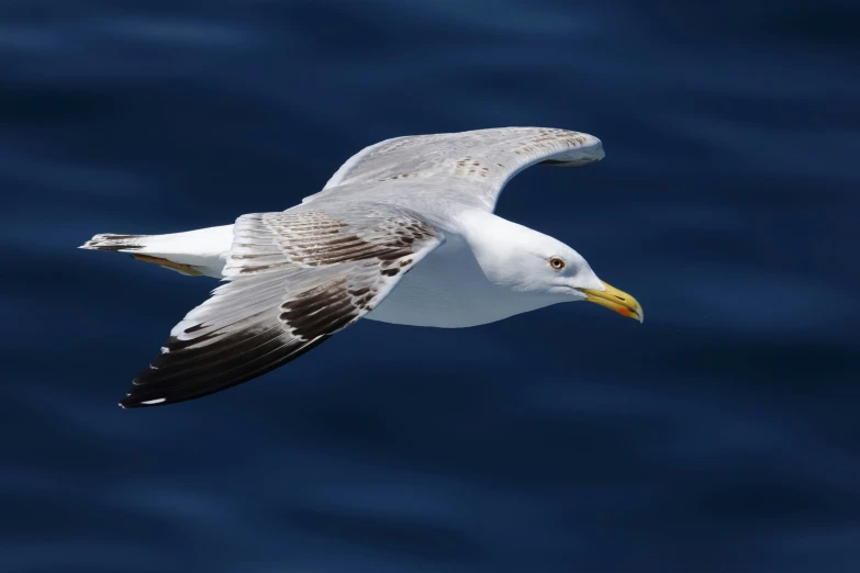 a large white and gray bird flying over water