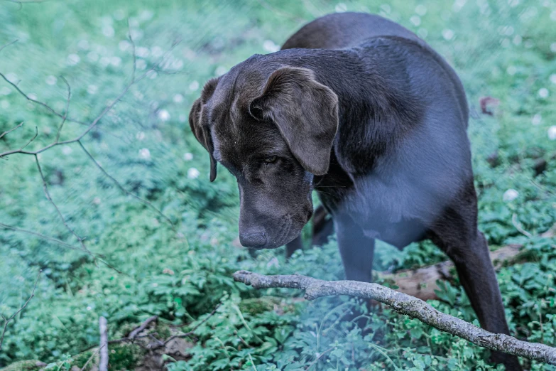 a brown dog walking across a lush green field