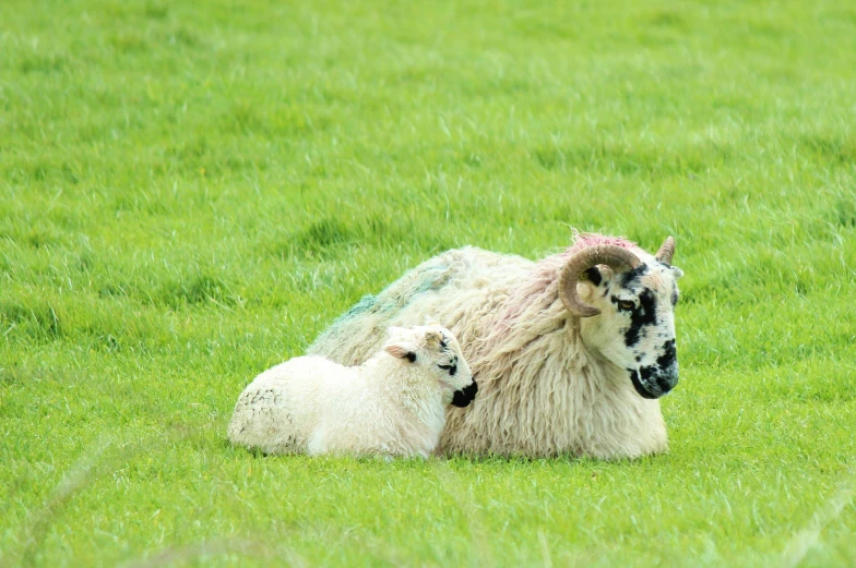 a gy haired sheep is laying down with her calf