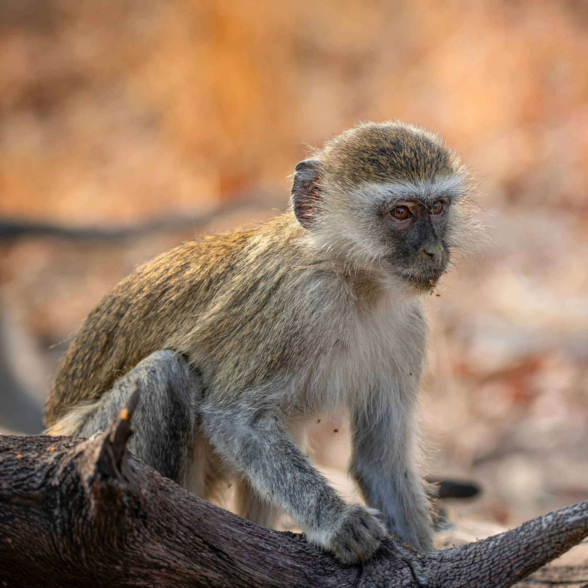 a close up image of a small monkey on a log