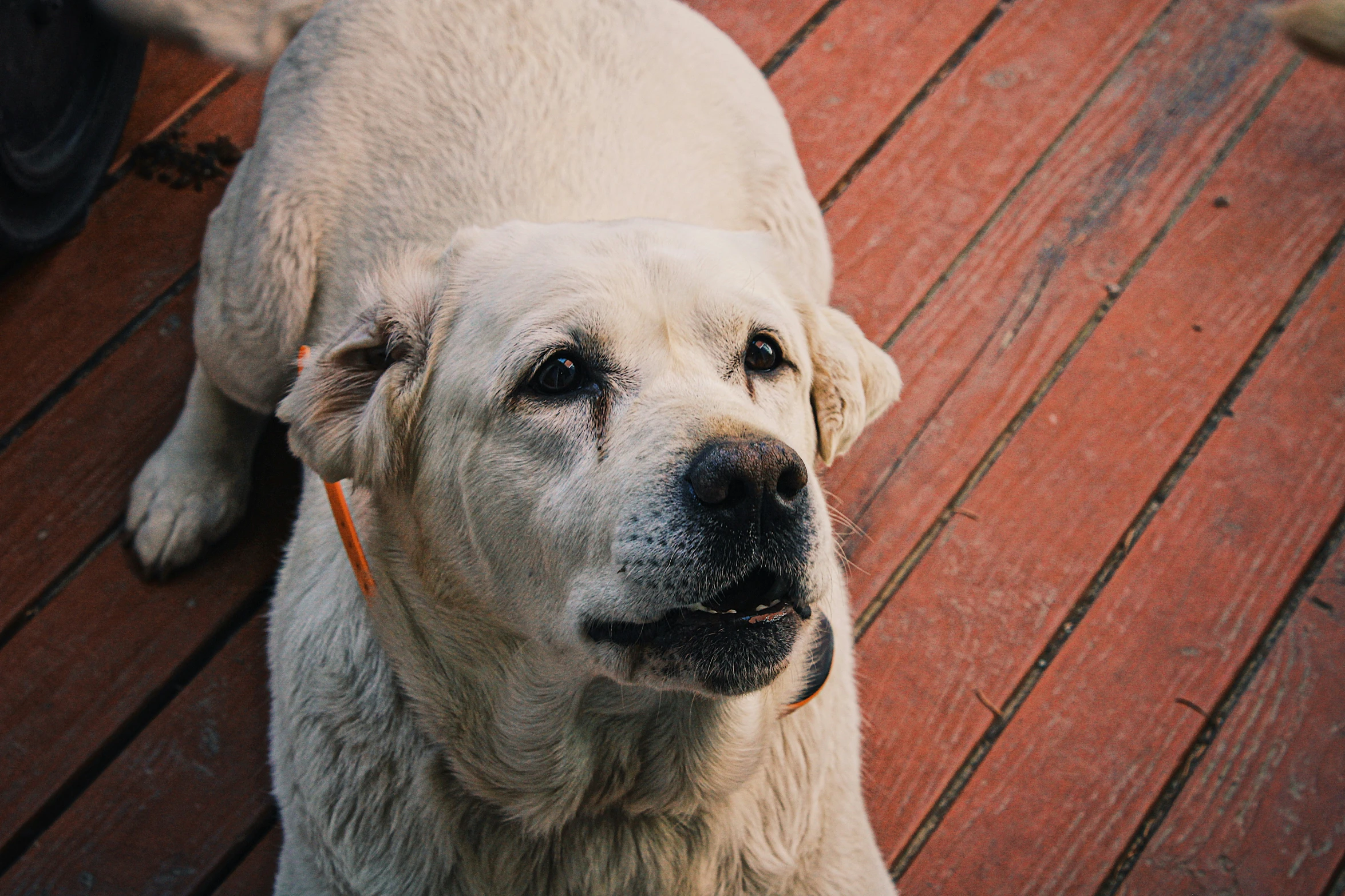 a very big cute dog with some kind of face