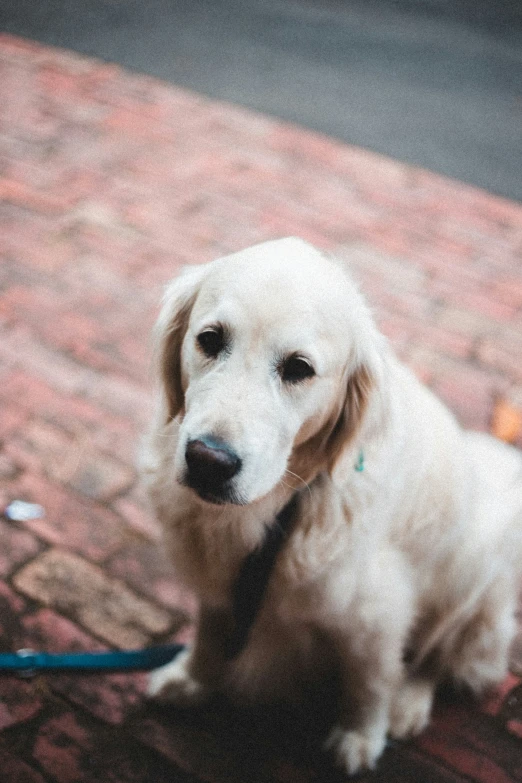 a dog has a tie and looks to the right