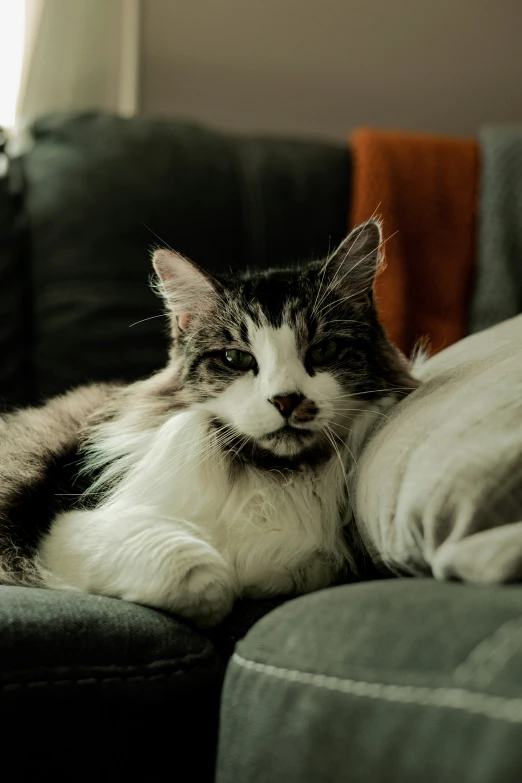 the cat is lying down on the couch