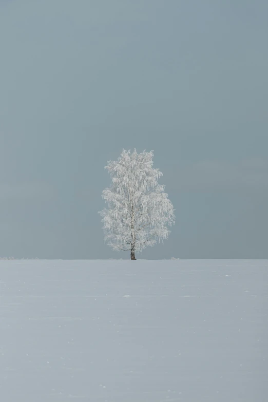 snow covered tree standing in middle of wide expanse