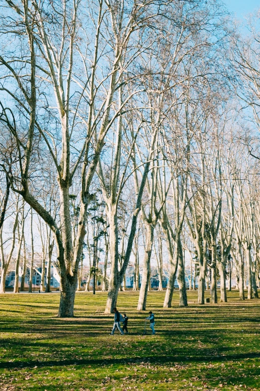 people sitting on a grassy area in front of many trees