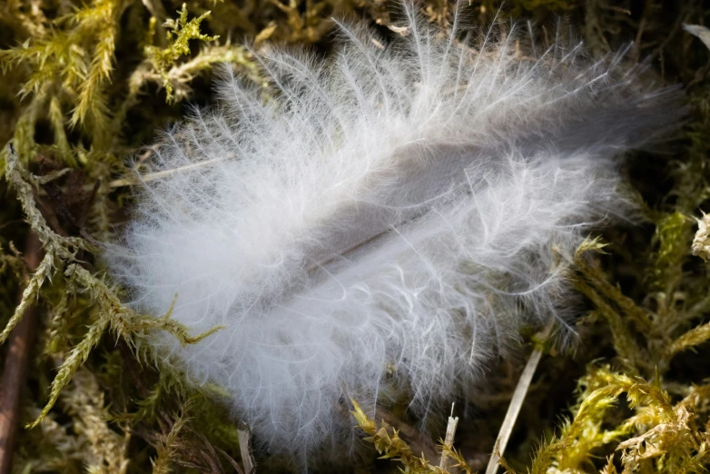 a feather is laying in the grass