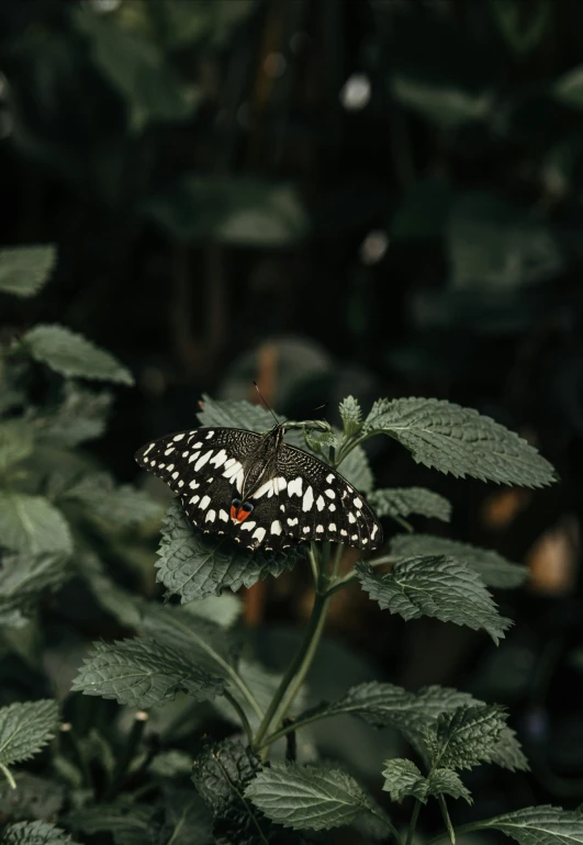 a erfly on a plant with lots of leaves