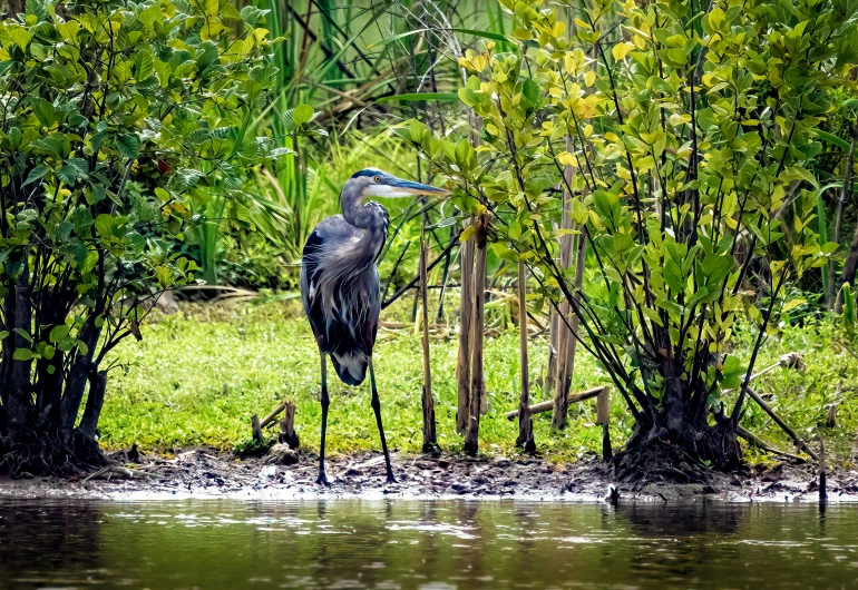 a bird perched on some tree limbs in the water