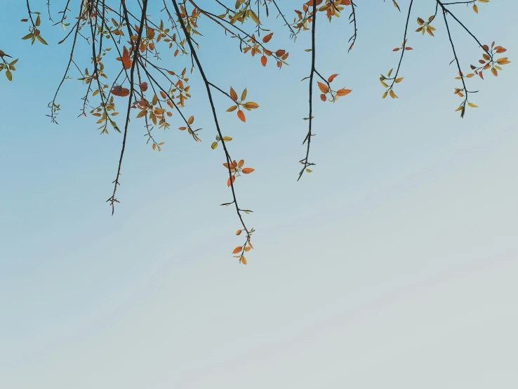 the bare nches of a tree against a clear blue sky