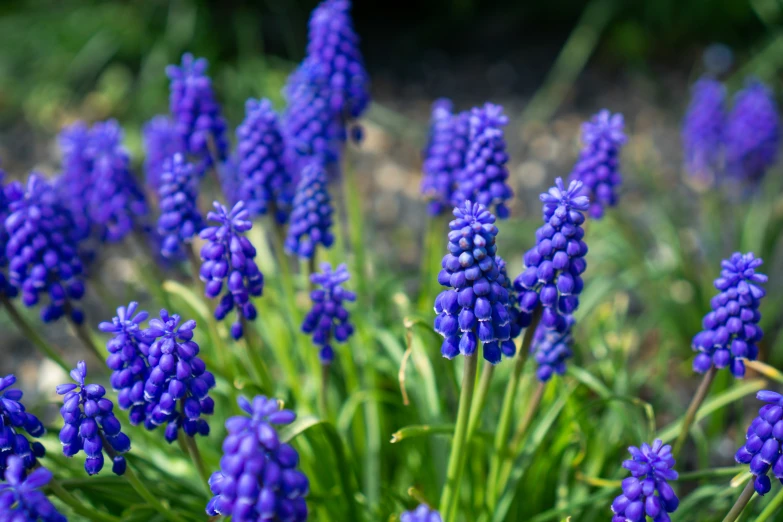 a field of purple flowers in front of green plants