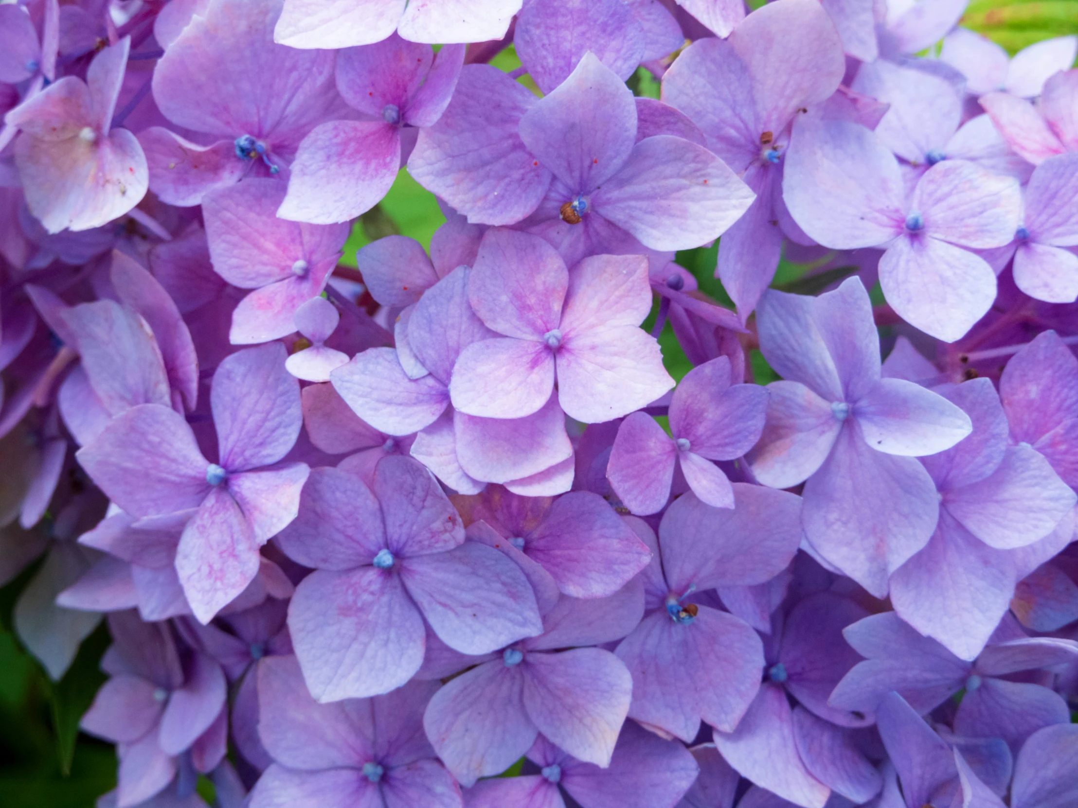 a purple flower is being displayed next to the camera