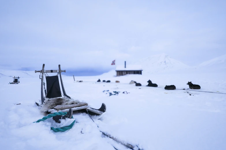 an icy, snowy landscape with sheep laying around