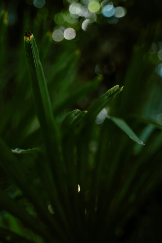 close up of green plant leaves on a sunny day