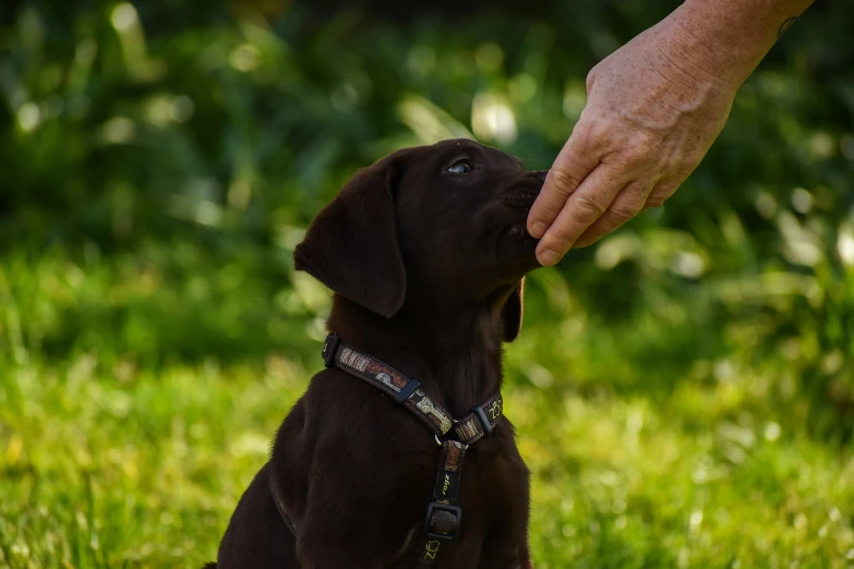 a black puppy is sitting with its owner holding the collar