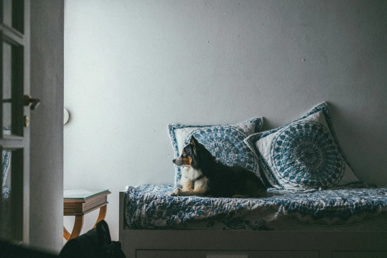 a dog is sitting on a bed in a room