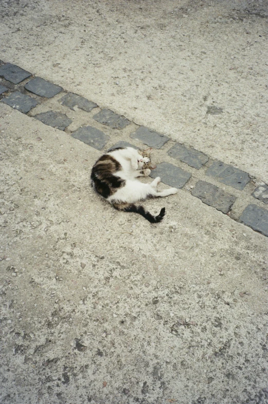 a cat is sleeping on the cement in front of a brick walkway