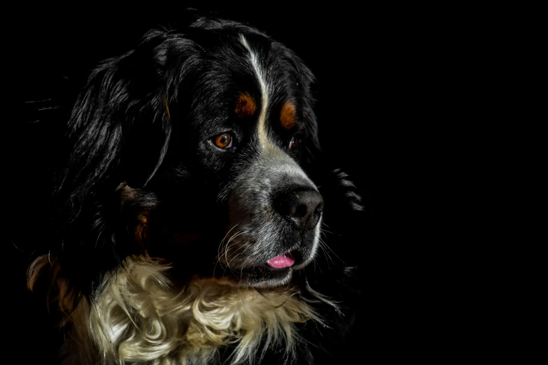 a close up of a dog on a dark background