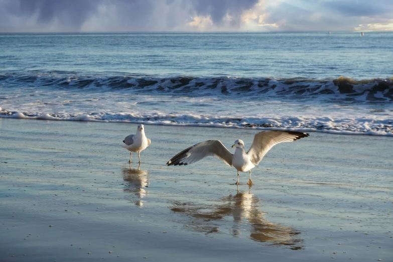 two birds stand near each other on the beach