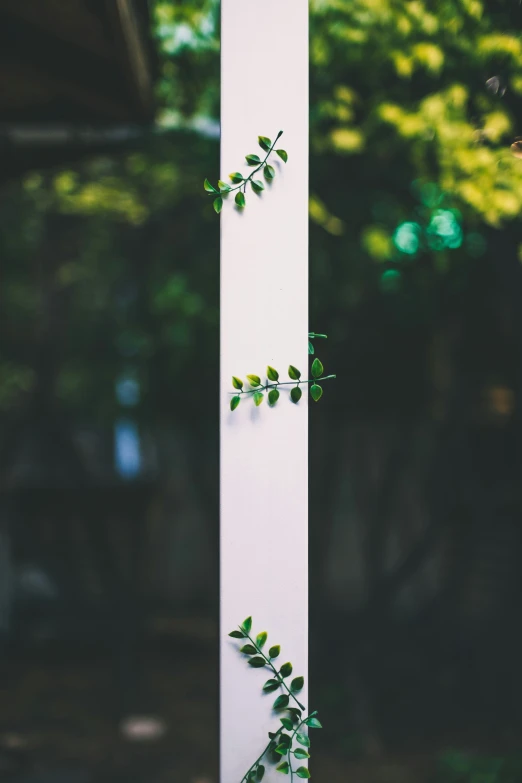 the plant is growing through the white pillars