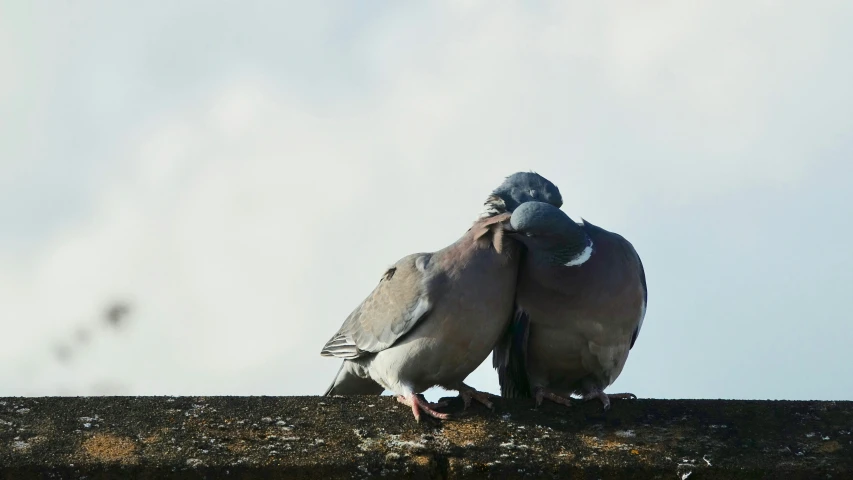 a couple of pigeons are sitting together on the ledge