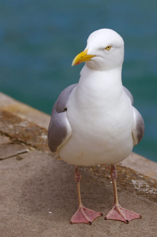 a small seagull standing on top of the ground by water