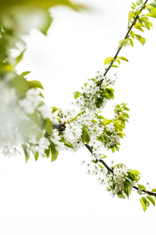 the nch of a tree has white and green leaves