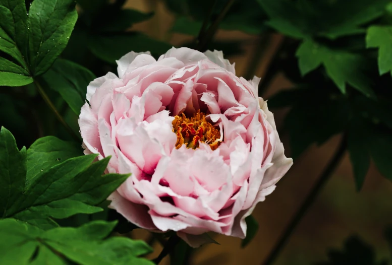 the large flower is pink and green leaves