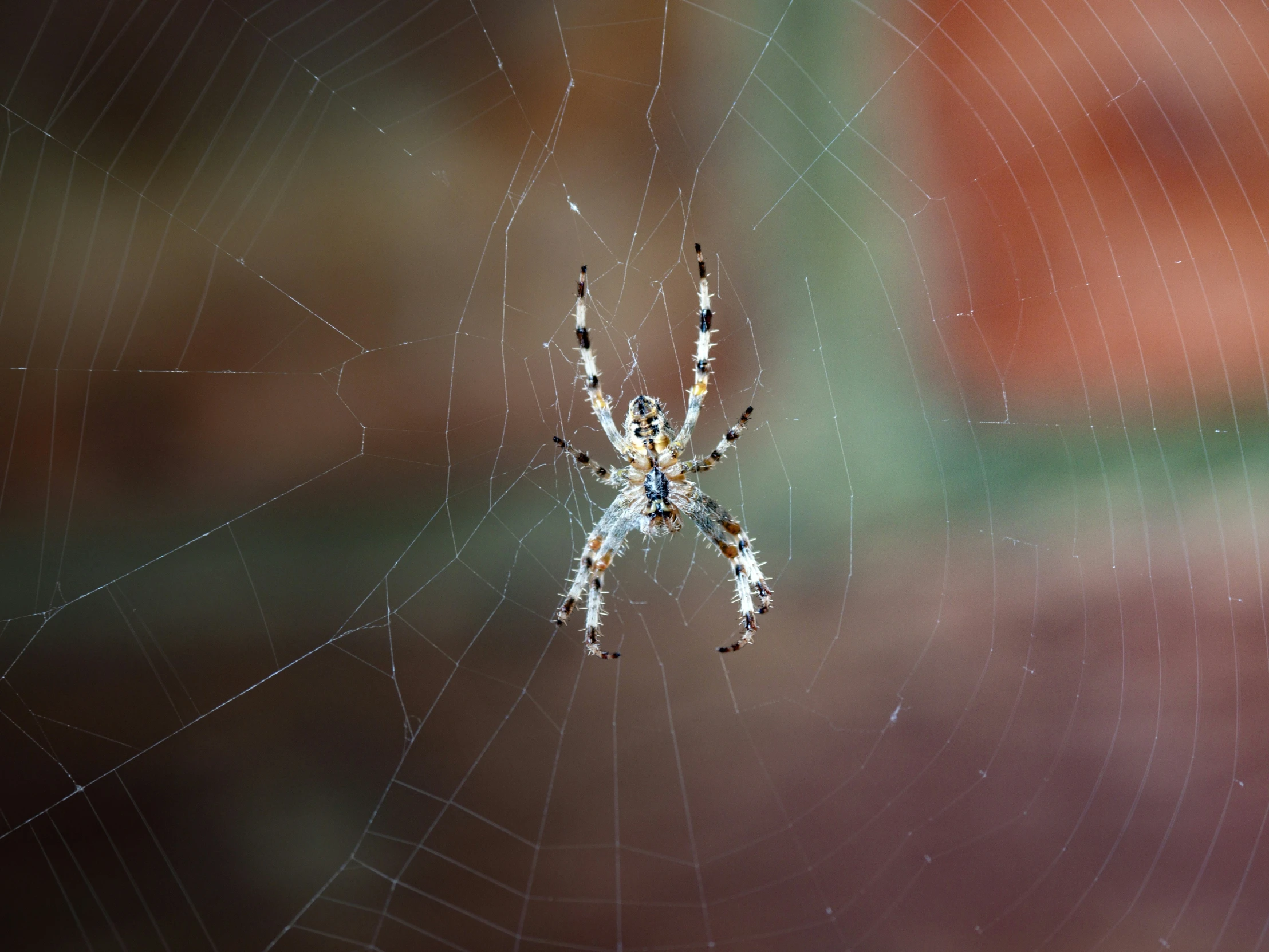 a spider in its web weaving in the sun