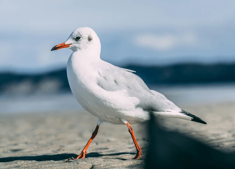 a seagull with a large orange beak stands in the sand on a sunny day