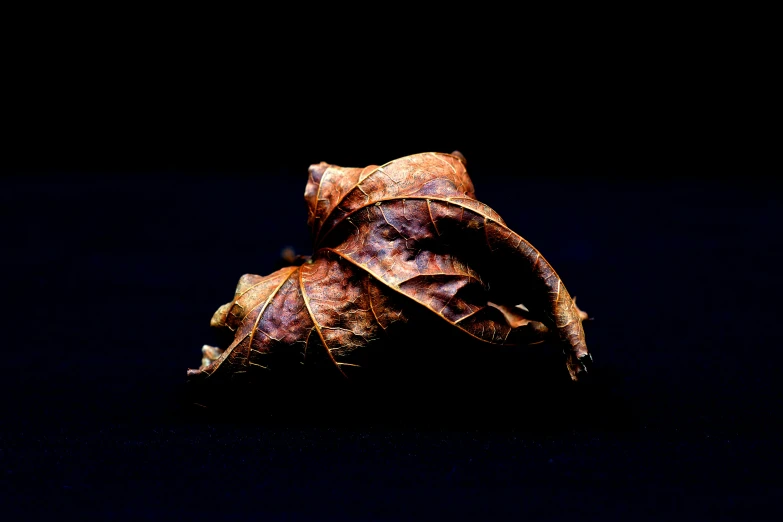 a leaf with leaves on the back and brown tips