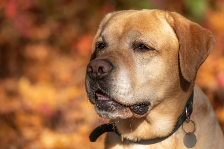 a dog has his head tilted away from the camera