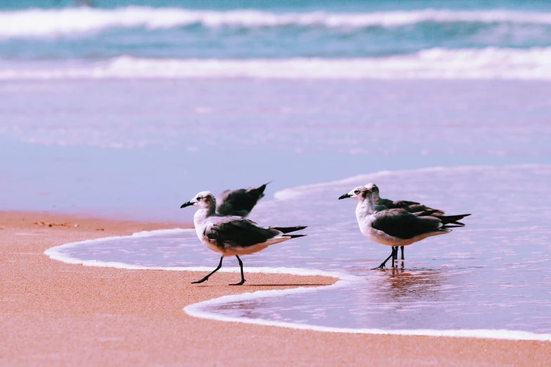 two birds standing in the water at the beach