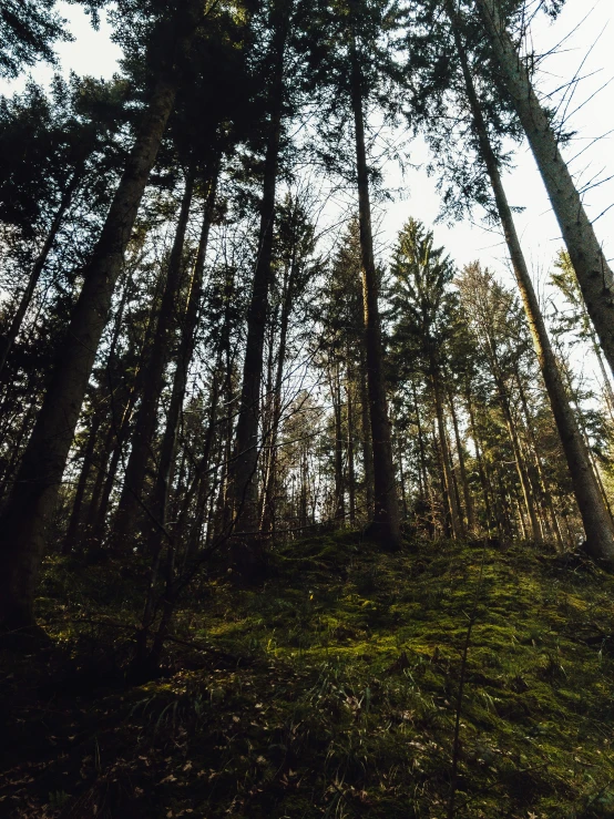 looking up at tall trees from a forest path