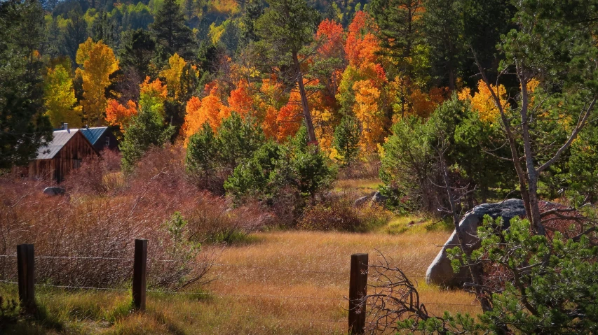 fall colored trees surrounding a small cabin