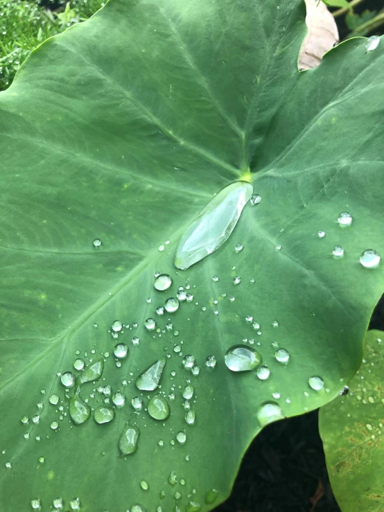 green leaf with drops of rain on it