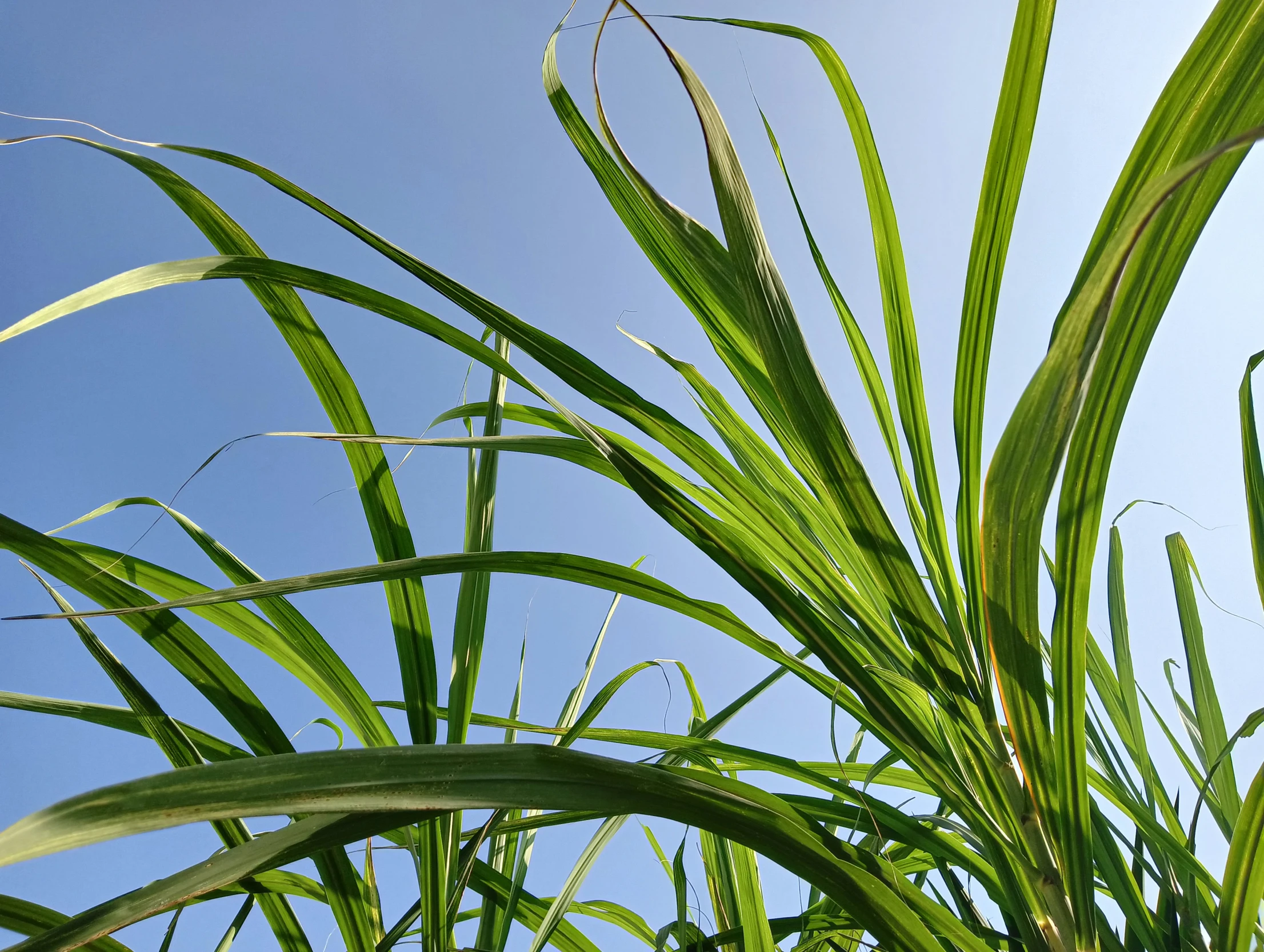 a blue sky and some tall grass and weeds