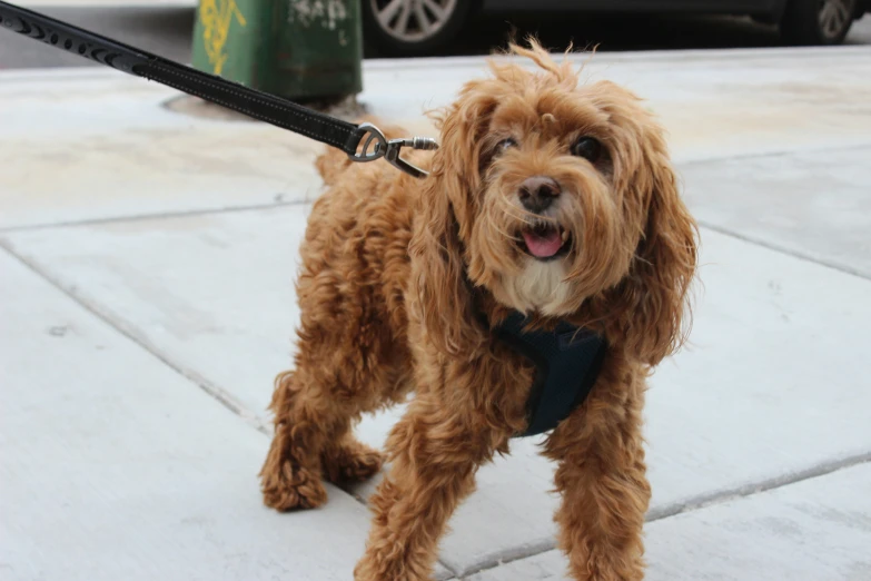 a cute red dog on a leash on a sidewalk