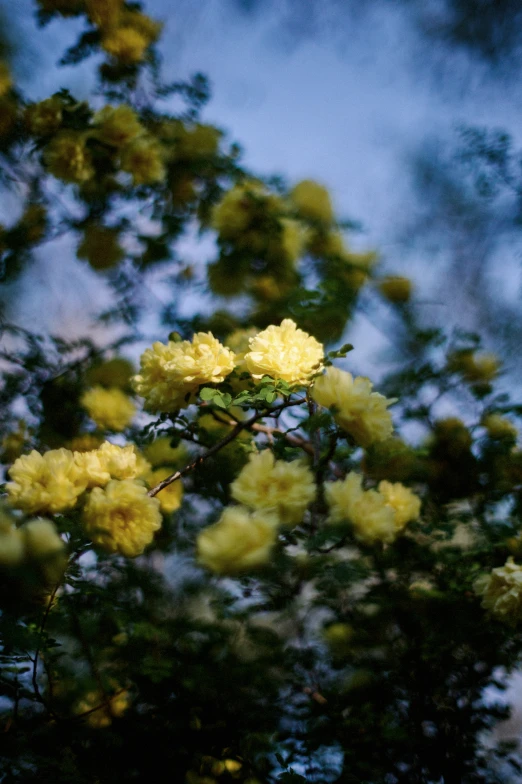 yellow flowers in front of some blue sky