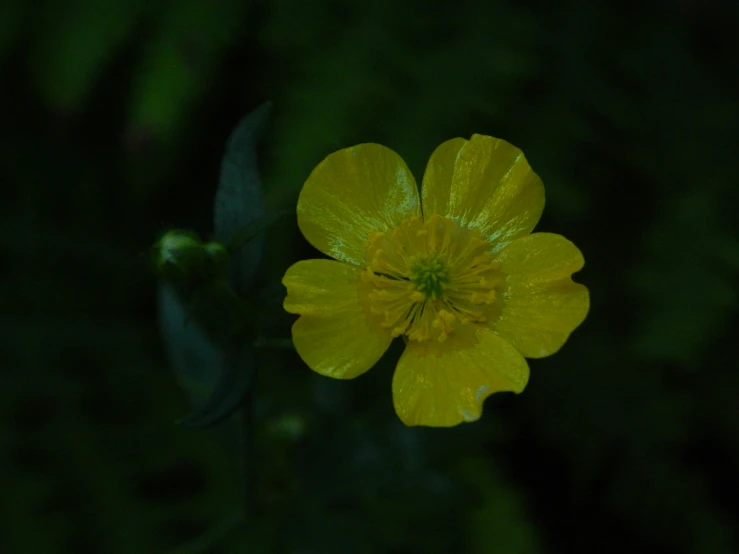 the bright yellow flower is a beautiful addition to the green background