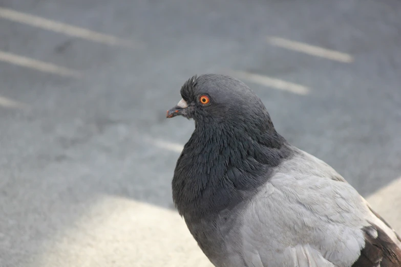 a pigeon standing in the shade with it's eyes wide open