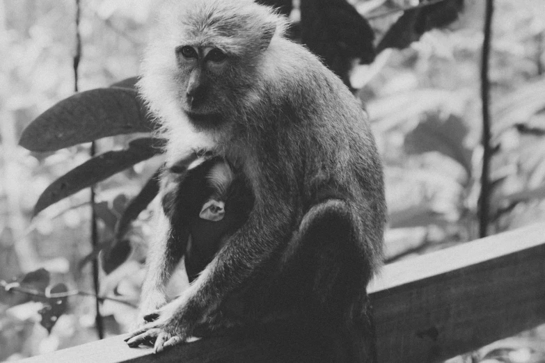 a monkey is sitting on a fence with its head against a nch