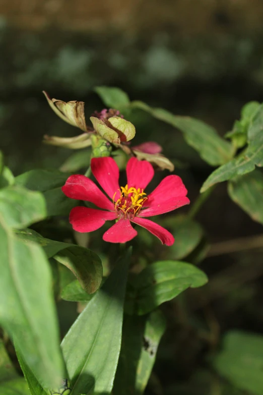 red flower with green leaves on it, viewed close up