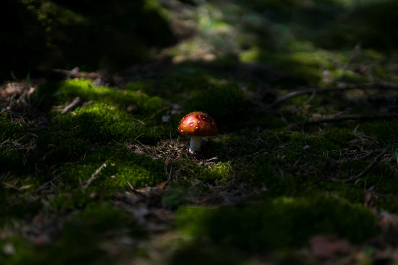 small red mushroom in the middle of green moss