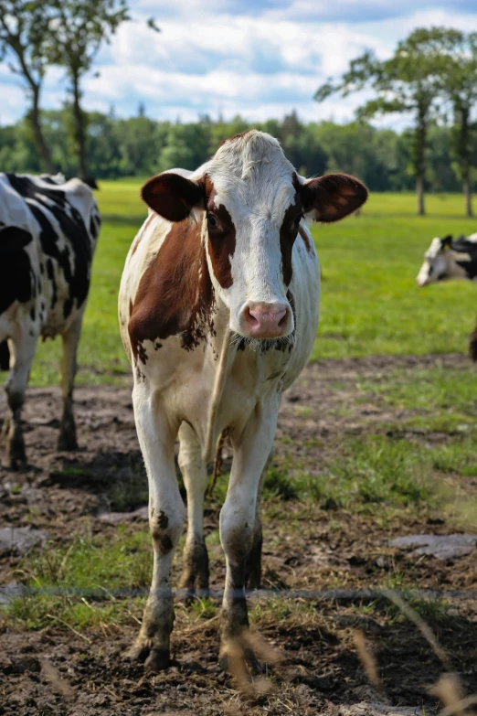 two cows are standing in the middle of a field