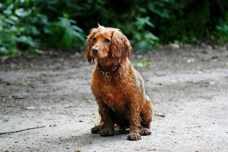 an adorable brown dog sits outside on the dirt