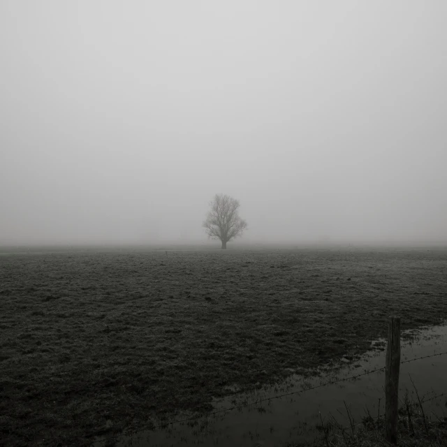 a lonely tree stands in the distance with fog
