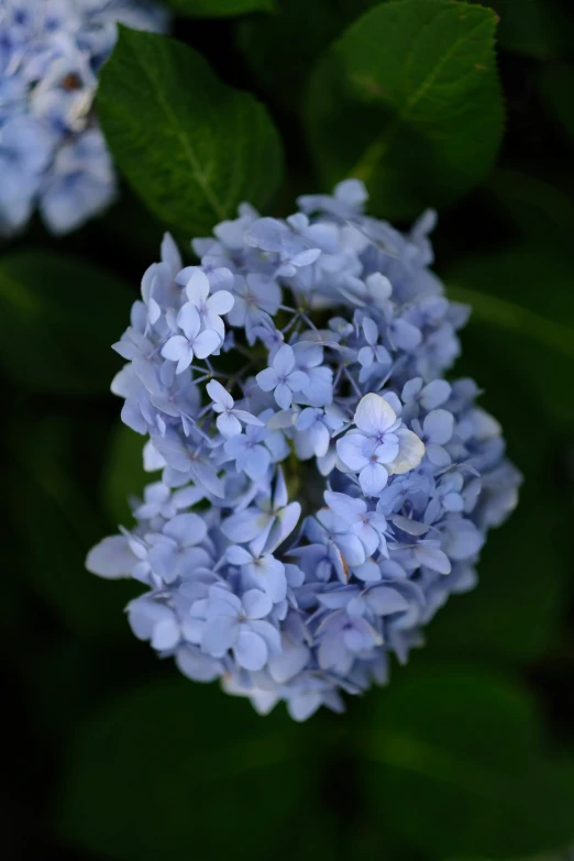 the small blue flowers are close together